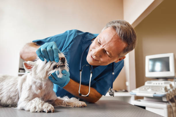 Best Mobile Emergency Dentist in Queens Gate, PA